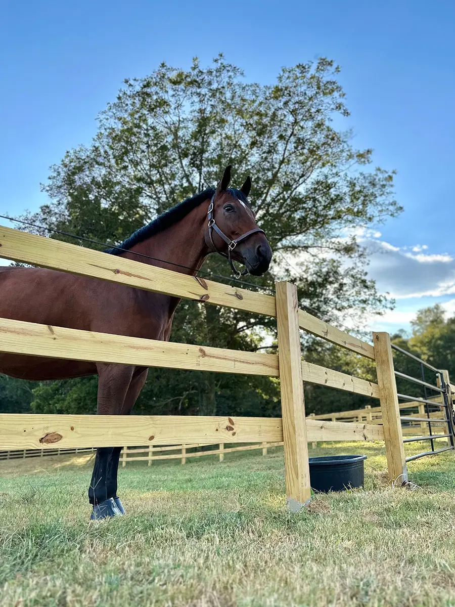 Pasture space at Charming Bay Farm